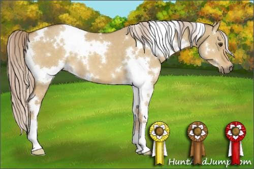 Horse Color:White Spotted Palomino Dun