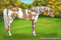 Horse Color:White Spotted Chocolate Palomino