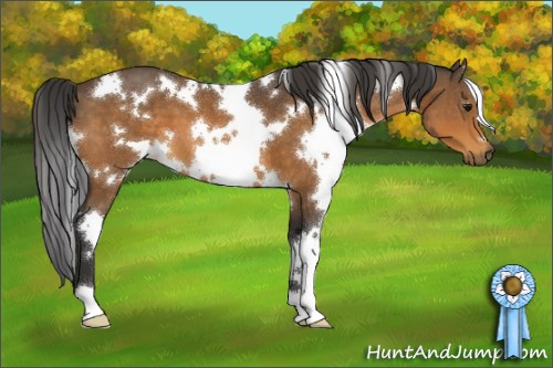 Horse Color:White Spotted Buckskin