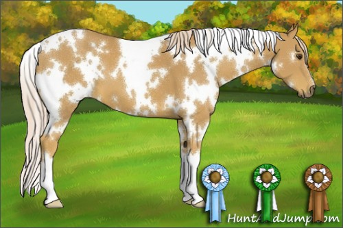 Horse Color:White Spotted Palomino