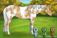 Horse Color:White Spotted Palomino