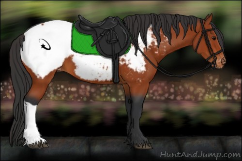 Horse Color:Bay Snowcap 