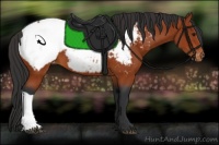 Horse Color:Bay Snowcap