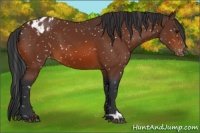 Horse Color:Bay Appaloosa 