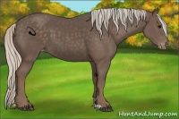 Horse Color:Silver Black Appaloosa 