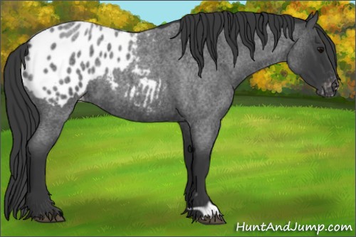 Horse Color:Blue Roan Varnish 