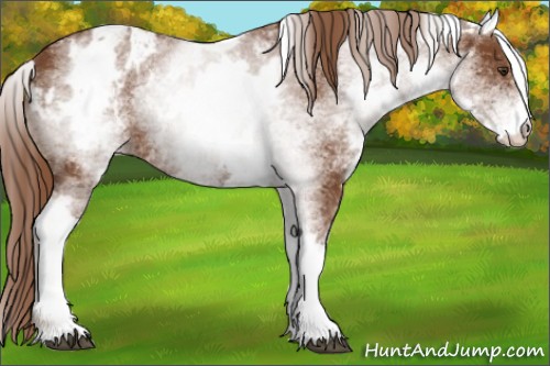 Horse Color:White Spotted Chestnut Varnish 