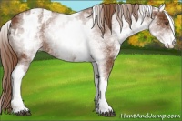 Horse Color:White Spotted Chestnut Appaloosa 
