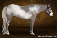 Horse Color:Silver Black Sabino 
