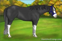 Horse Color:Black Splash