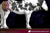Horse Color:White Spotted Liver Chestnut Splash 