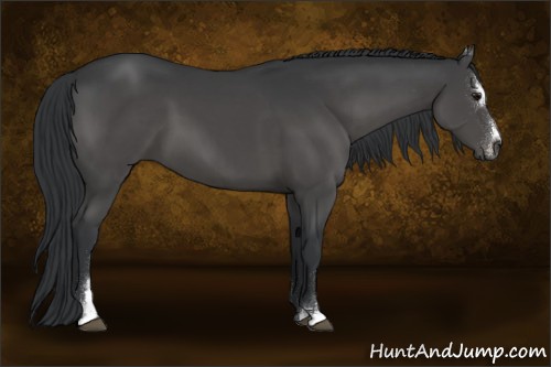 Horse Color:Black Sabino 