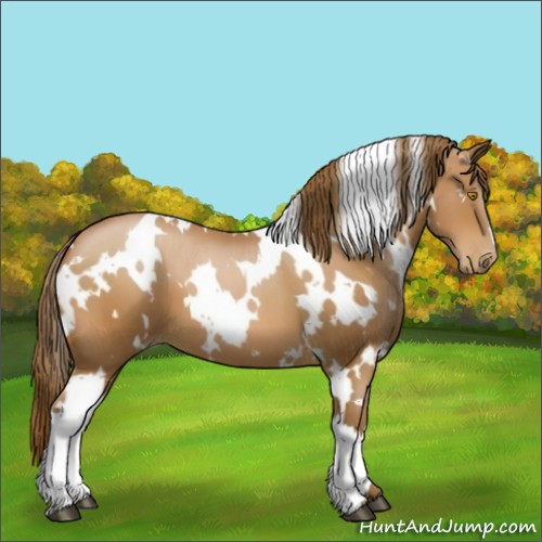 Horse Color:White Spotted Bay Pearl