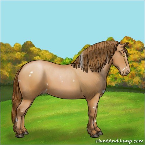 Horse Color:White Spotted Bay Pearl 