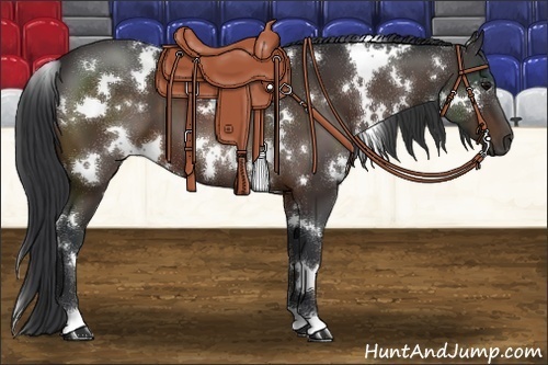 Horse Color:White Spotted Brown