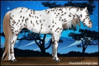 Horse Color:White Spotted Liver Chestnut Appaloosa 