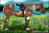 Horse Color:White Spotted Silver Bay 