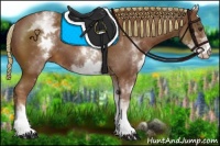 Horse Color:White Spotted Chestnut 