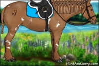 Horse Color:White Spotted Chestnut 