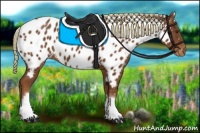 Horse Color:White Spotted Chestnut Appaloosa 