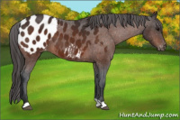 Horse Color:Brown Appaloosa 