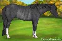 Horse Color:Black Rabicano 