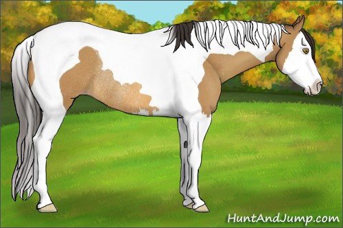 Horse Color:Amber Champagne Splash Tobiano Rabicano
