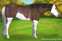Horse Color:Brown Splash Rabicano