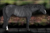 Horse Color:Black Rabicano