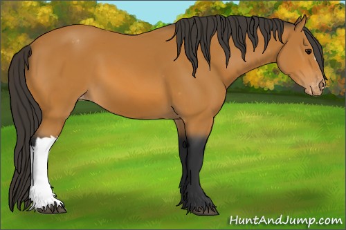 Horse Color:Bay Appaloosa 