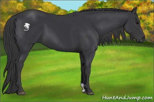 Horse Color:Black 