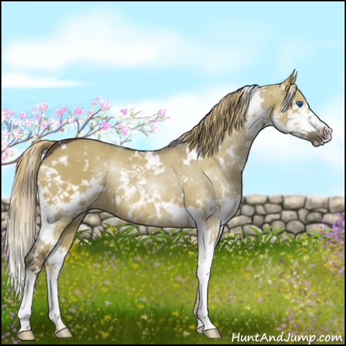 Horse Color:White Spotted Liver Red Dun Splash 