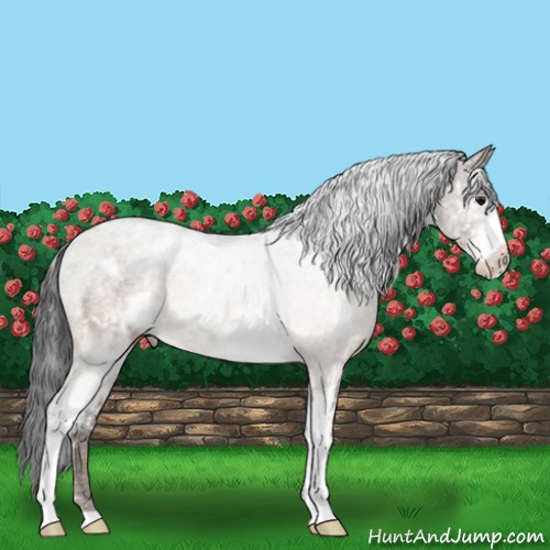 Horse Color:White Spotted Brown 