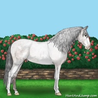 Horse Color:White Spotted Brown 