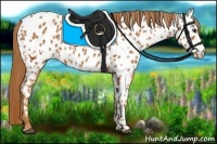 Horse Color:Chestnut Appaloosa