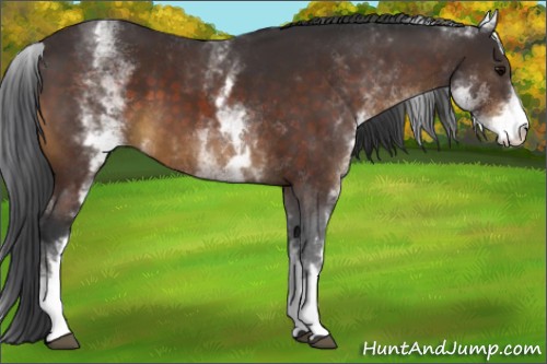 Horse Color:White Spotted Brown 