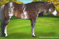 Horse Color:White Spotted Brown