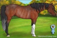 Horse Color:Brown Rabicano 