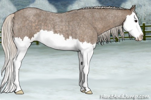 Horse Color:Silver Blue Roan Splash 