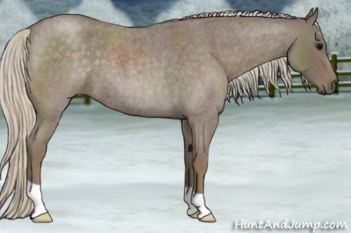 Horse Color:Silver Blue Roan 