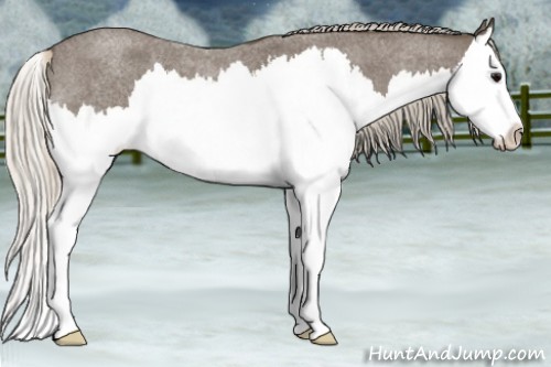 Horse Color:Silver Blue Roan Splash