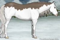 Horse Color:Silver Blue Roan Splash 