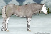 Horse Color:Silver Blue Roan Splash 
