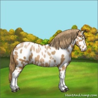 Horse Color:White Spotted Chestnut Pearl Appaloosa 