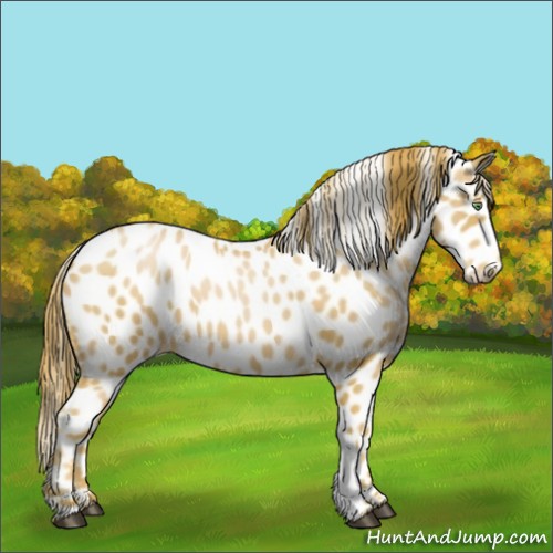Horse Color:Chestnut Pearl Appaloosa