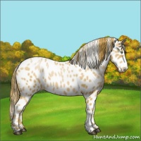 Horse Color:Chestnut Pearl Appaloosa 