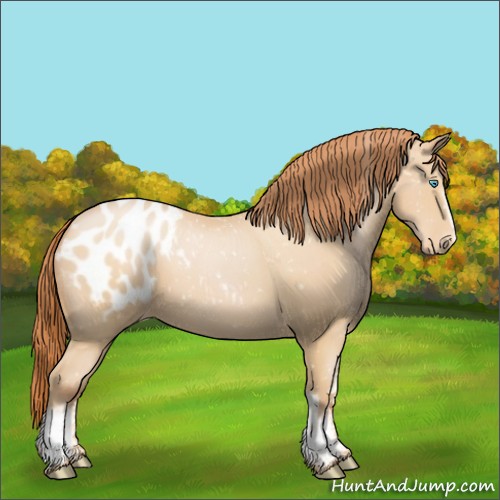 Horse Color:White Spotted Buckskin Pearl Appaloosa 