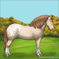 Horse Color:White Spotted Buckskin Pearl Blanket