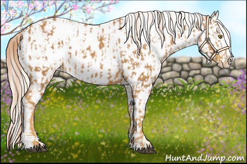 Horse Color:Palomino Near Leopard and Palomino Near Leopard