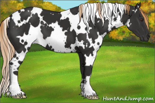 Horse Color:White Spotted Liver Chestnut 